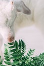 Litlie goat grass  wool white Royalty Free Stock Photo
