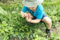 Litlle boy picking strawberries in the garden