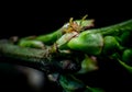 Litlle green spider macro Royalty Free Stock Photo