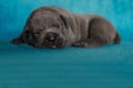 Litlle puppy sleeping cane corso animal gray
