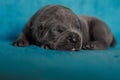 Litlle puppy sleeping cane corso animal gray