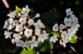 Litlle white flowers