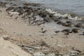 Horseshoe crab spawning with shorebirds Royalty Free Stock Photo