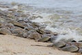 Horseshoe crab spawning on Delaware Bay Beach Royalty Free Stock Photo