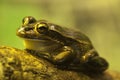 Litoria aurea or Green-and-golden bell frog perched on rock Royalty Free Stock Photo