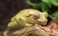 Litoria Caerulea, Australian green tree frog resting Royalty Free Stock Photo