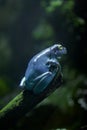 Litoria Caerulea, blue australian tree frog in nature