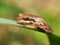 Litoria ewingii Royalty Free Stock Photo