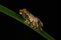 Baby frog on blade of grass (Metamorph of a Litoria species)