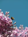 Litte Bee on hungarian lilac
