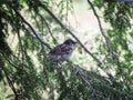 Litte Bird Sparrow Closeup Tree Spring