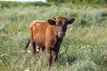 Litte brown vilage cow, cow in the wild Royalty Free Stock Photo