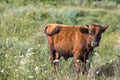 Litte brown vilage cow, cow in the wild Royalty Free Stock Photo