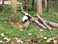 A litte giant panda.