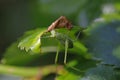 A litte grasshopper eats a leaf of a rose