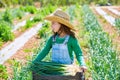 Litte kid farmer girl in onion harvest orchard