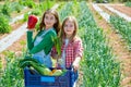 Litte kid farmer girls in vegetables harvest