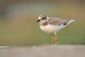 Litte ringed plover Charadrius dubius bird rain water in pond wetland wading shorebirds waders young nature wildlife