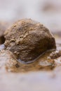 Litte stone on mud