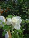 Litte white rose