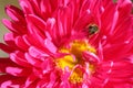 Little bee on pink daisy flower Royalty Free Stock Photo