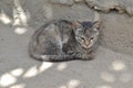 A littel Kitty cat sitting in a patchy shade Royalty Free Stock Photo