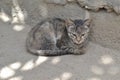 A littel Kitty cat sitting in a patchy shade