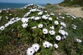 littel white flowers in green environment with blue sky and sea coast in the background . typical scottish sea line flora . Royalty Free Stock Photo