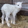 A littel white lamb standing on ones own