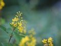 Littel yellow flower beautiful bouguet on blurred of nature background Royalty Free Stock Photo