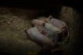 Litter of african mole rat. Royalty Free Stock Photo