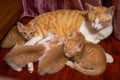 A litter of cute Chinese pastoral cats orange cat mother cat and kittens