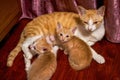 A litter of cute Chinese pastoral cats orange cat mother cat and kittens