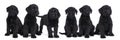 A litter of cute Giant Schnauzer puppies sitting and standing isolated on a white background Royalty Free Stock Photo