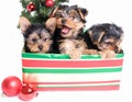 Litter of Cute Yorkie Puppies in a Gift Box for Christmas Royalty Free Stock Photo