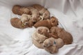 A litter of eleven golden dogs sleeping together on a blanket Royalty Free Stock Photo