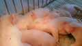 A litter of fat pink piglets on the farm are sleeping together