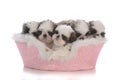 litter of five shih tzu puppies