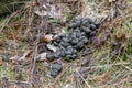 The litter of a forest deer or a moose on the grass in the spring forest Royalty Free Stock Photo