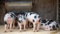 Litter of Gloucester Old Spots Piglets Eating in Animal Pen Royalty Free Stock Photo