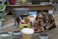 Cats Eating