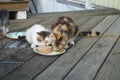 Cats eating