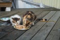 Cats Eating