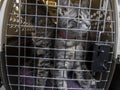 A litter of kittens inside a large cat carrier in a vehicle being transported to the vet for a check up