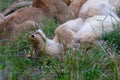 Litter of Lion Cubs Relaxing in the Bush Royalty Free Stock Photo