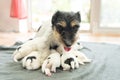 Newborn dog puppies - 14 days old - Jack Russell Terrier doggies drinking milk on her mother