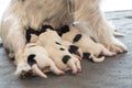 Newborn dog puppies - 2 days old - Jack Russell Terrier doggies drinking milk on her mother