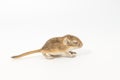 Litter Mongolian gerbil, Desert Rat Royalty Free Stock Photo