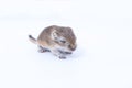 Litter Mongolian gerbil, Desert Rat Royalty Free Stock Photo