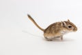 Litter Mongolian gerbil, Desert Rat Royalty Free Stock Photo